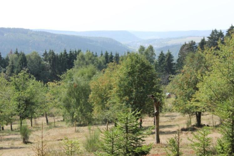 Gartenhaus - Dietzhaeuschen Suhl Esterno foto